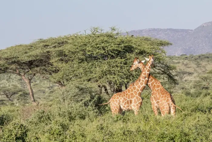 Framed Print : Africa, Kenya, Samburu National Park, Reticulated Giraffes (giraffa Camelopardalis Reticulata)