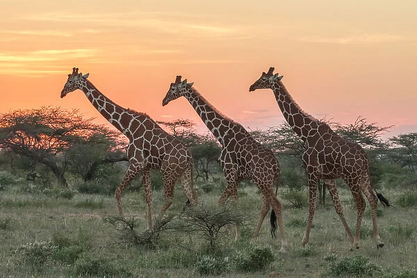 Africa, Kenya, Samburu National Park, Reticulated Giraffe (giraffa Camelopardalis Reticulata)