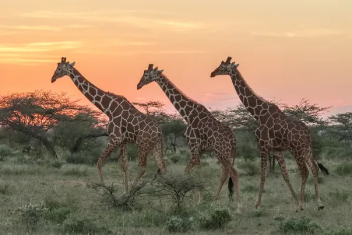 Framed Print : Africa, Kenya, Samburu National Park, Reticulated Giraffe (giraffa Camelopardalis Reticulata)