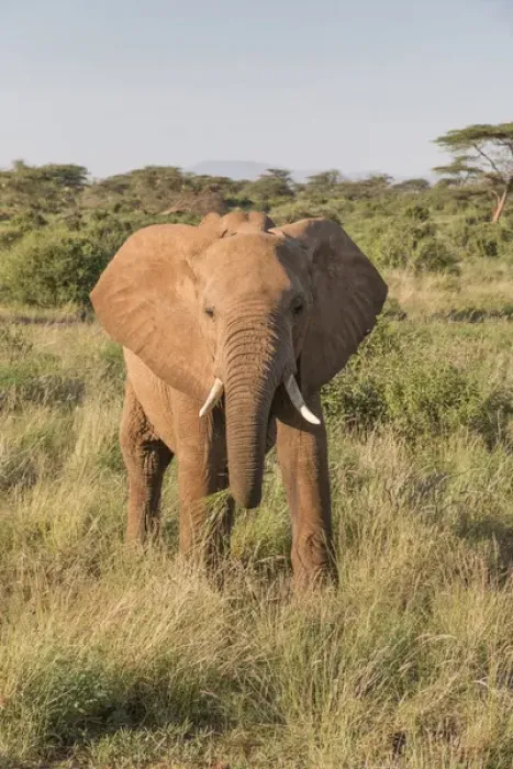 Framed Print : Africa, Kenya, Samburu National Reserve. Elephants in Savannah. (Loxodonta africana)