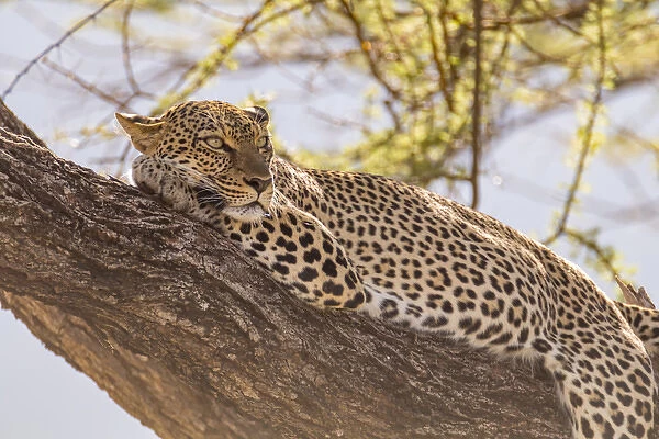 Africa, Kenya, Samburu National Reserve. African Leopard (Panthera pardus pardus) in tree