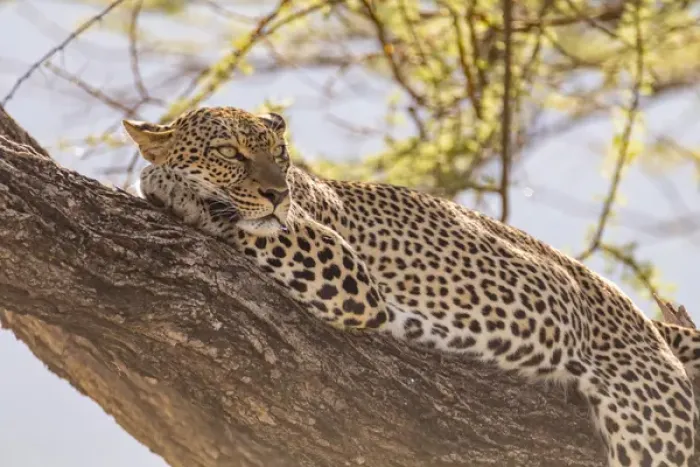 Framed Print : Africa, Kenya, Samburu National Reserve. African Leopard (Panthera pardus pardus) in tree