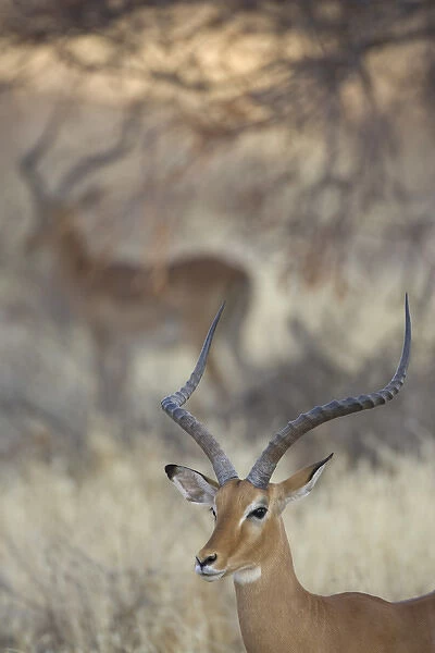 Africa, Kenya, Samburu National Reserve. Two impalas amid grass and trees. Credit as