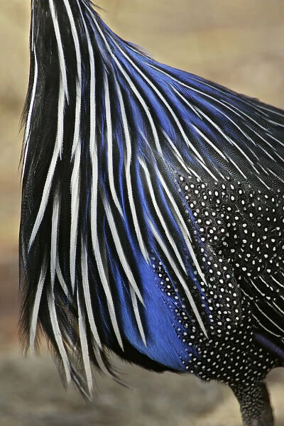 Africa, Kenya, Samburu National Reserve. Detail of vulturine guineafowl breast feathers