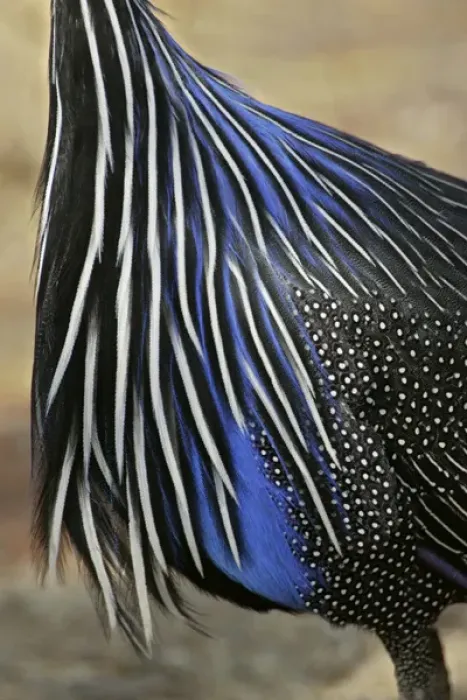 Framed Print : Africa, Kenya, Samburu National Reserve. Detail of vulturine guineafowl breast feathers