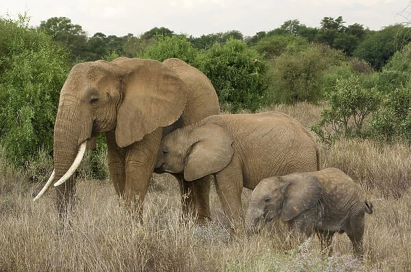 Africa, Kenya, Samburu National Reserve. Mother elephant with two babies. Credit as
