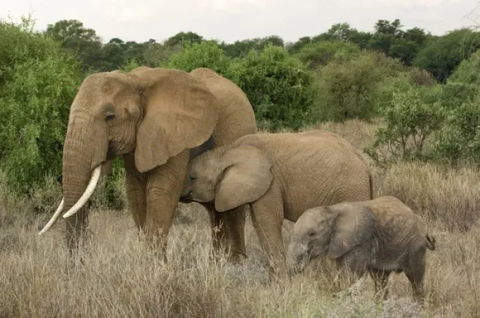 Framed Print : Africa, Kenya, Samburu National Reserve. Mother elephant with two babies. Credit as