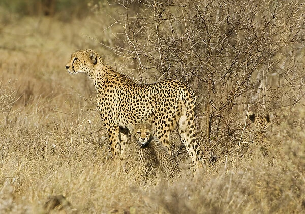 Africa, Kenya, Samburu National Reserve. Mother cheetah with two babies. Credit as