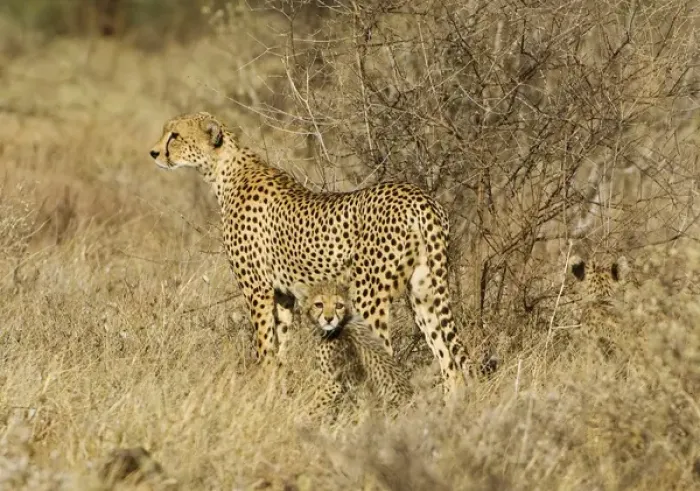 Framed Print : Africa, Kenya, Samburu National Reserve. Mother cheetah with two babies. Credit as