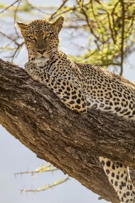 Framed Print : Africa, Kenya, Samburu National Reserve. African Leopard (Panthera pardus pardus) in tree