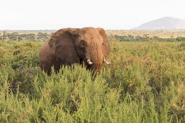 Africa, Kenya, Samburu National Reserve. Elephants in Savannah. (Loxodonta africana)