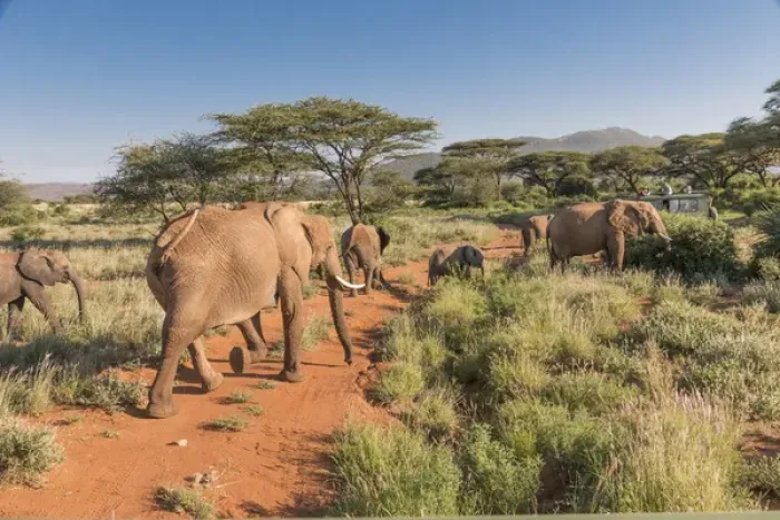 Framed Print : Africa, Kenya, Samburu National Reserve. Elephants in Savannah. (Loxodonta africana)