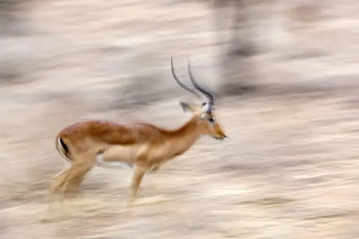 Framed Print : Africa, Kenya, Samburu National Reserve. Motion blur of running male impala. Credit as Framed Print : Africa, Kenya, Samburu National Reserve. Motion blur of running male impala. Credit as
