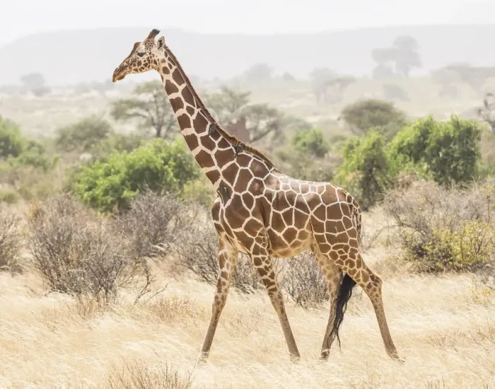 Framed Print : Africa, Kenya, Samburu National Reserve. Reticulated giraffe walking Framed Print : Africa, Kenya, Samburu National Reserve. Reticulated giraffe walking