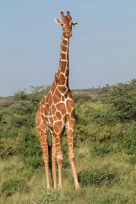 Framed Print : Africa, Kenya, Samburu National Reserve. Reticulated giraffes