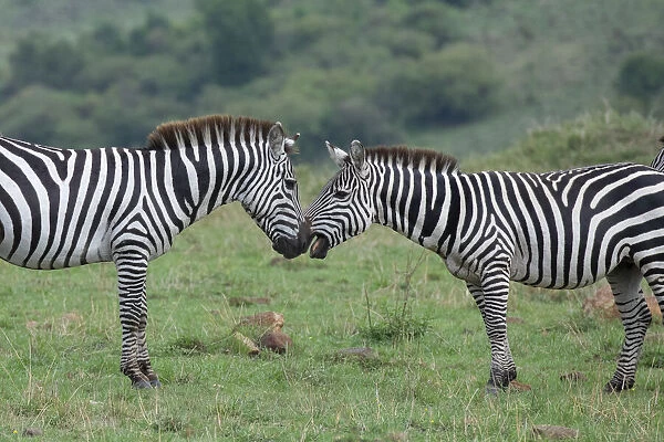 Africa, Kenya, Serengeti, Msai Mara. Plains zebra aka common or Burchells zebra