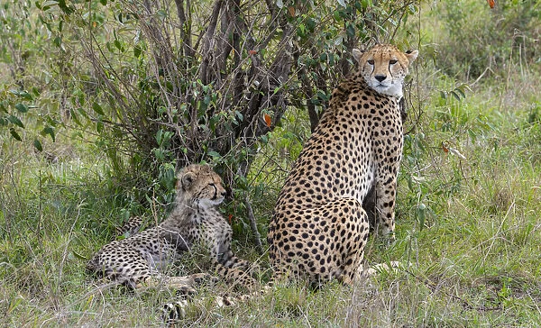 Africa, Kenya, Serengeti, Msai Mara. Female cheetah with cubs, endangered species
