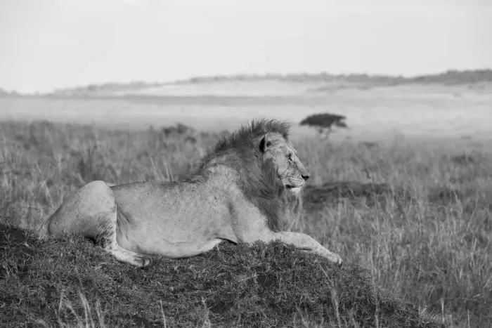 Framed Print : Africa, Kenya, Serengeti, Msai Mara. Young male lion in typical Serengeti plains Framed Print : Africa, Kenya, Serengeti, Msai Mara. Young male lion in typical Serengeti plains