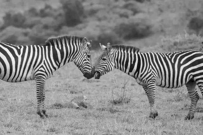 Framed Print : Africa, Kenya, Serengeti, Msai Mara. Plains zebra aka common or Burchells zebra Framed Print : Africa, Kenya, Serengeti, Msai Mara. Plains zebra aka common or Burchells zebra