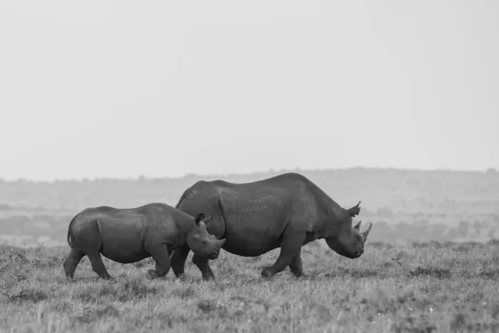 Framed Print : Africa, Kenya, Serengeti, Msai Mara. Black rhinoceros, Critically endangered