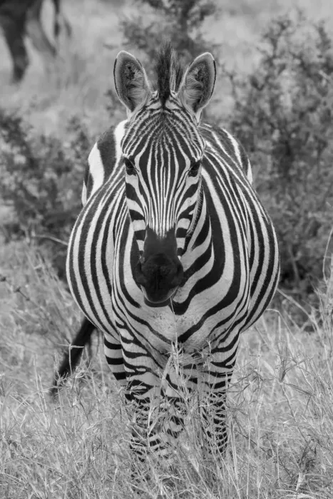 Framed Print : Africa, Kenya, Serengeti Plains, Msai Mara. Plains zebra aka Burchells zebra