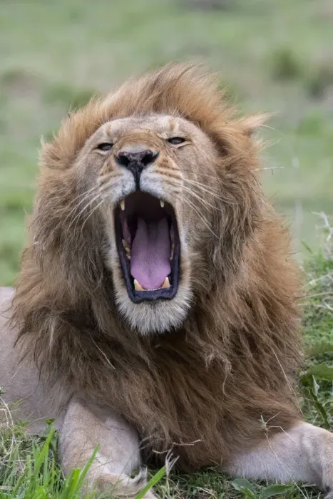 Framed Print : Africa, Kenya, Serengeti Plains, Msai Mara. Male lion yawning Framed Print : Africa, Kenya, Serengeti Plains, Msai Mara. Male lion yawning