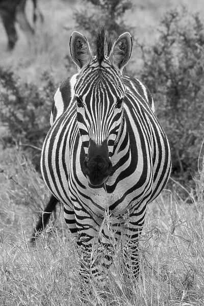 Africa, Kenya, Serengeti Plains, Msai Mara. Plains zebra aka Burchells zebra
