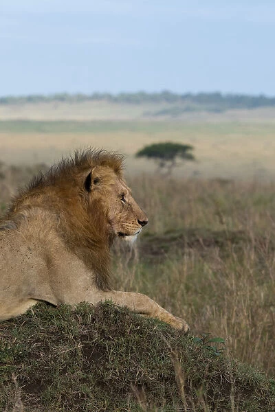 Africa, Kenya, Serengeti Plains, Msai Mara. Young male lion in typical Serengeti