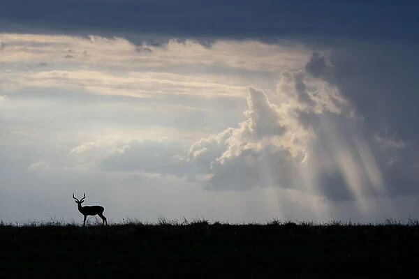 Africa, Kenya, Serengeti Plains, Msai Mara. Impala, silhouette with storm clouds