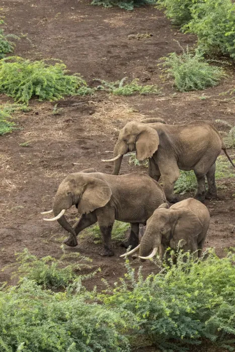 Framed Print : Africa, Kenya, Shompole, Aerial view of adult Elephants (Loxodonta africana Framed Print : Africa, Kenya, Shompole, Aerial view of adult Elephants (Loxodonta africana