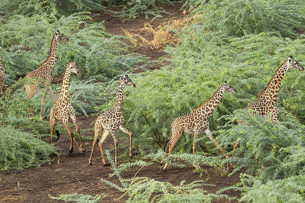 Africa, Kenya, Shompole, Aerial view herd of Giraffes (Giraffa camelopardalis