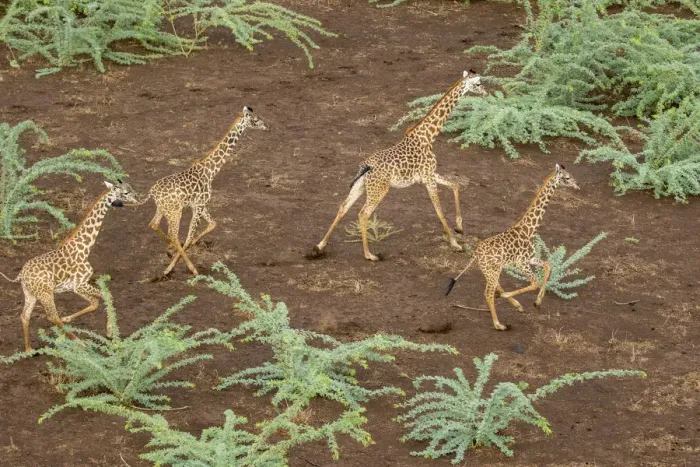 Framed Print : Africa, Kenya, Shompole, Aerial view herd of Giraffes (Giraffa camelopardalis