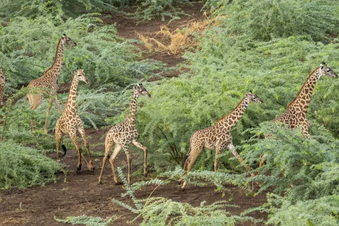 Framed Print : Africa, Kenya, Shompole, Aerial view herd of Giraffes (Giraffa camelopardalis