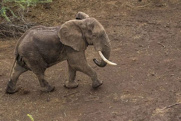 Africa, Kenya, Shompole, Aerial view of large adult Elephant (Loxodonta africana