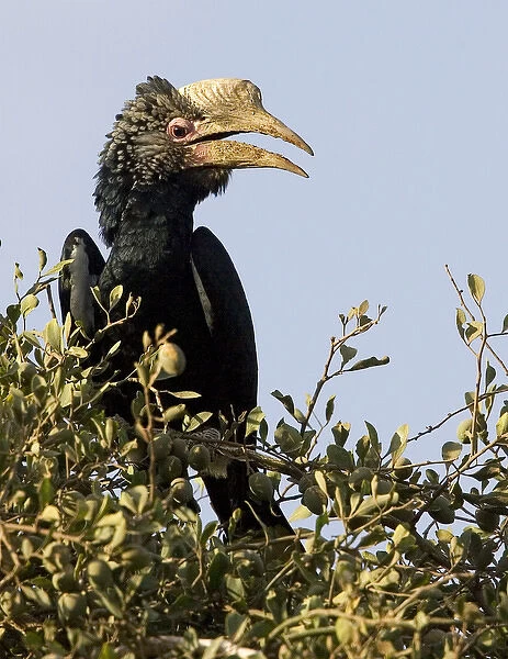 Africa, Kenya. Silvery-cheeked hornbill bird perched in tree