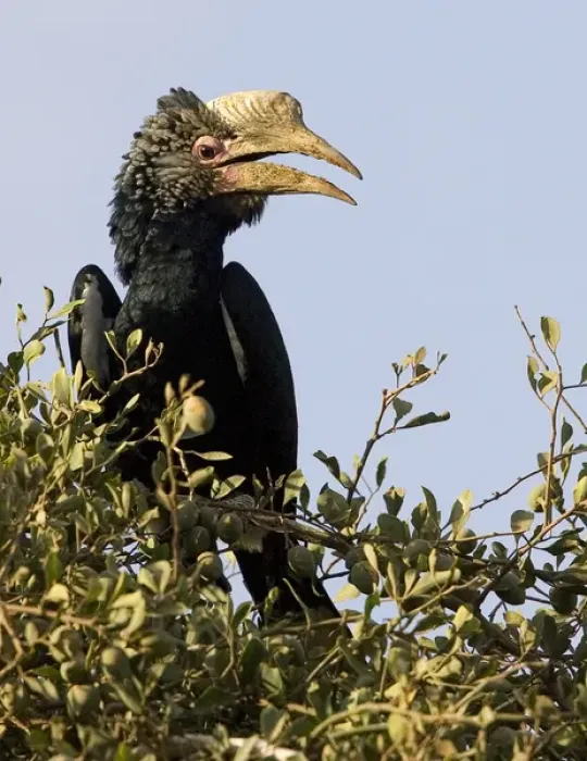 Framed Print : Africa, Kenya. Silvery-cheeked hornbill bird perched in tree Framed Print : Africa, Kenya. Silvery-cheeked hornbill bird perched in tree