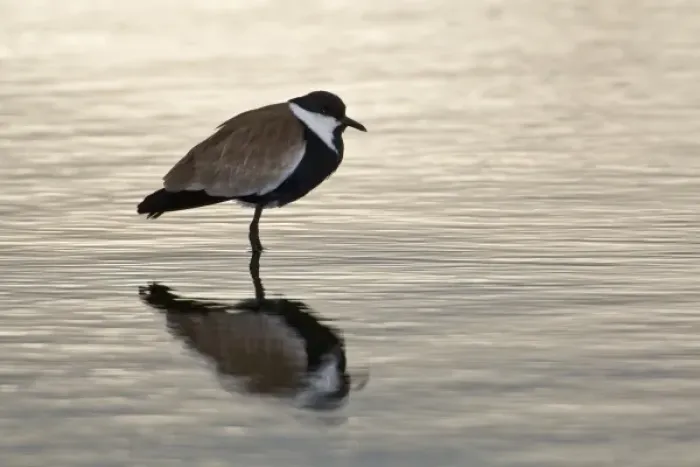 Framed Print : Africa. Kenya. Spur-winged Plover at Lake Naivasha Framed Print : Africa. Kenya. Spur-winged Plover at Lake Naivasha