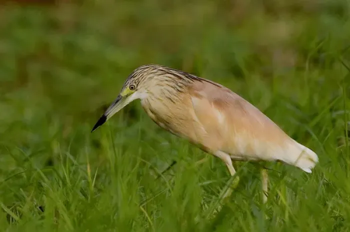 Framed Print : Africa, Kenya. Squacco heron bird in green grass Framed Print : Africa, Kenya. Squacco heron bird in green grass