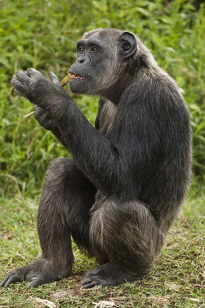Africa, Kenya, Sweetwater Conservancy, Common Chimpanzee, Pan troglodytes, posing