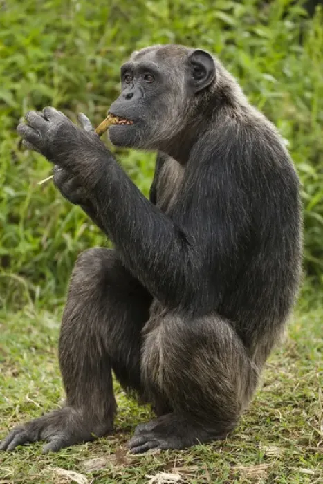 Framed Print : Africa, Kenya, Sweetwater Conservancy, Common Chimpanzee, Pan troglodytes, posing