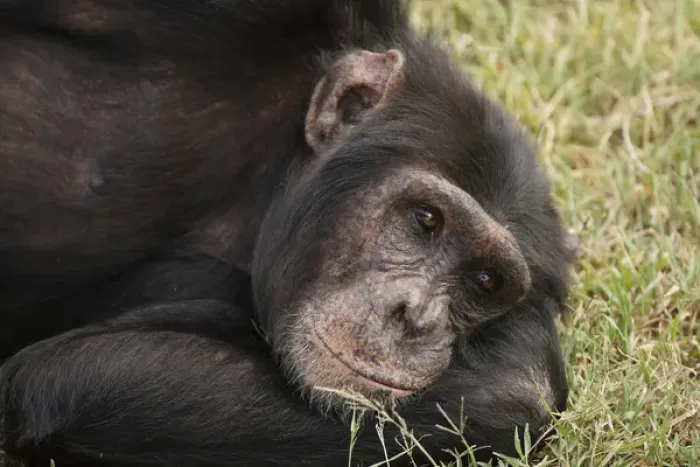 Framed Print : Africa, Kenya, Sweetwater Conservancy, Amboseli National Park; Common Chimpanzee Framed Print : Africa, Kenya, Sweetwater Conservancy, Amboseli National Park; Common Chimpanzee