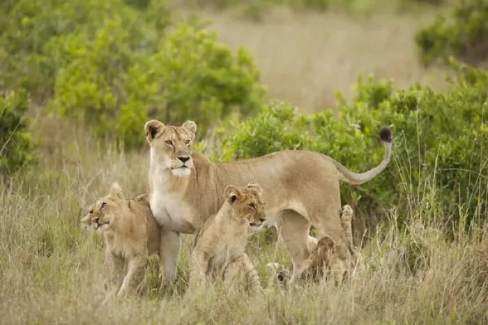 Framed Print : Africa, Kenya, Upper Masai Mara Game Reserve, African Lion, Panthera leo, adult female with cubs Framed Print : Africa, Kenya, Upper Masai Mara Game Reserve, African Lion, Panthera leo, adult female with cubs