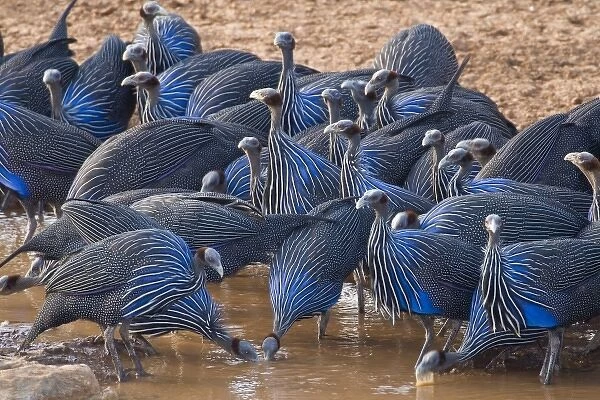 Africa. Kenya. Vulturine Guineafowl drink from the Uaso Nyiro River at Samburu NP