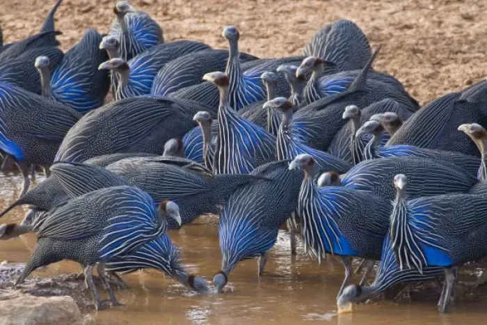Framed Print : Africa. Kenya. Vulturine Guineafowl drink from the Uaso Nyiro River at Samburu NP Framed Print : Africa. Kenya. Vulturine Guineafowl drink from the Uaso Nyiro River at Samburu NP