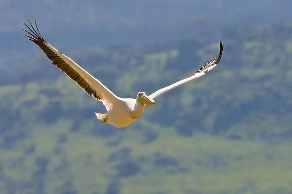 Africa. Kenya. White Pelican in flight at Lake Nakuru