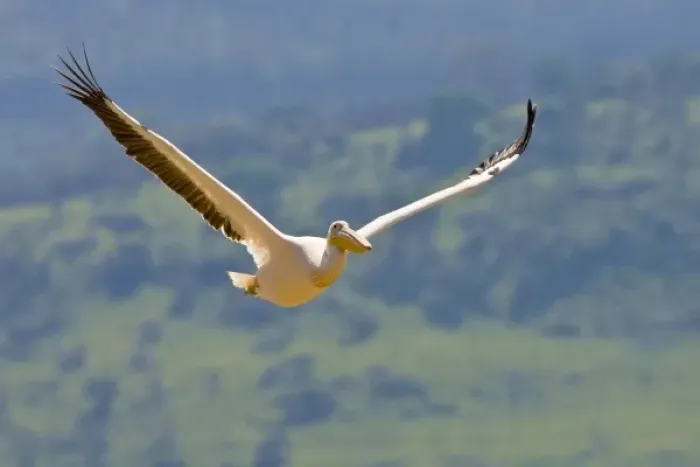 Framed Print : Africa. Kenya. White Pelican in flight at Lake Nakuru