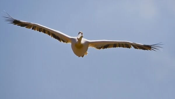 Africa. Kenya. White Pelican in flight at Lake Nakuru