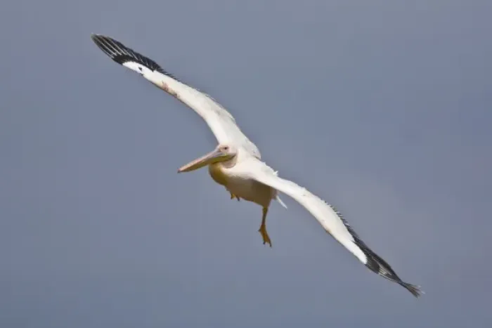 Framed Print : Africa. Kenya. White Pelican in flight at Lake Nakuru Framed Print : Africa. Kenya. White Pelican in flight at Lake Nakuru