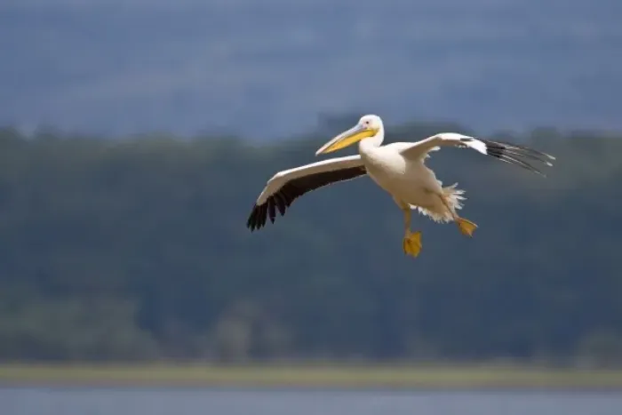 Framed Print : Africa. Kenya. White Pelican in flight at Lake Nakuru Framed Print : Africa. Kenya. White Pelican in flight at Lake Nakuru