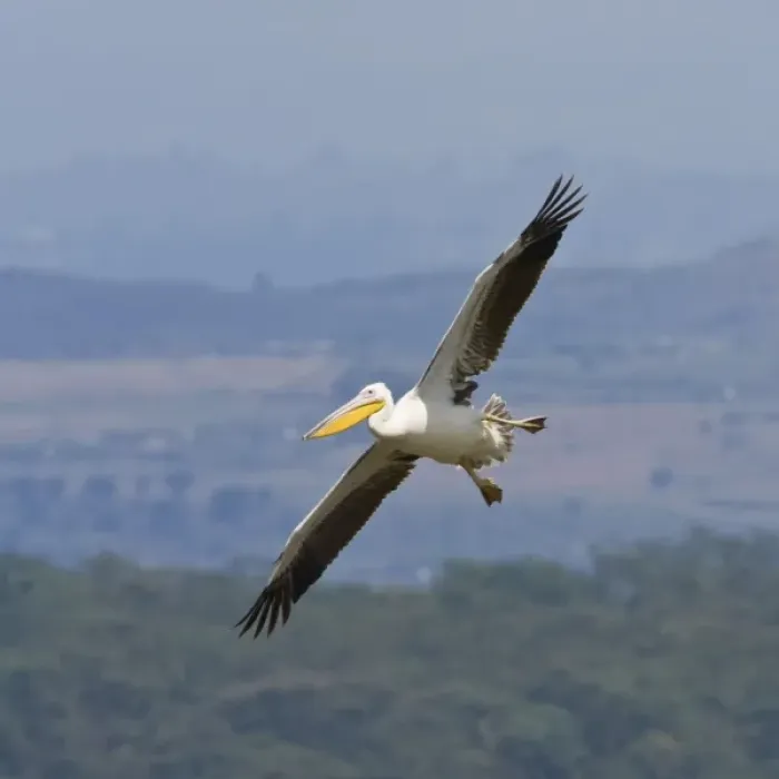 Framed Print : Africa. Kenya. White Pelican in flight at Lake Nakuru